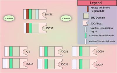 Therapeutic Implication of SOCS1 Modulation in the Treatment of Autoimmunity and Cancer